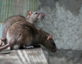 Plaga szczurw w Warszawie! Musiaam ucieka z mieszkania