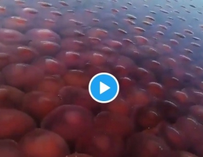 Tysice rowych meduz. Niezwyke odkrycie na filipiskim wybrzeu 