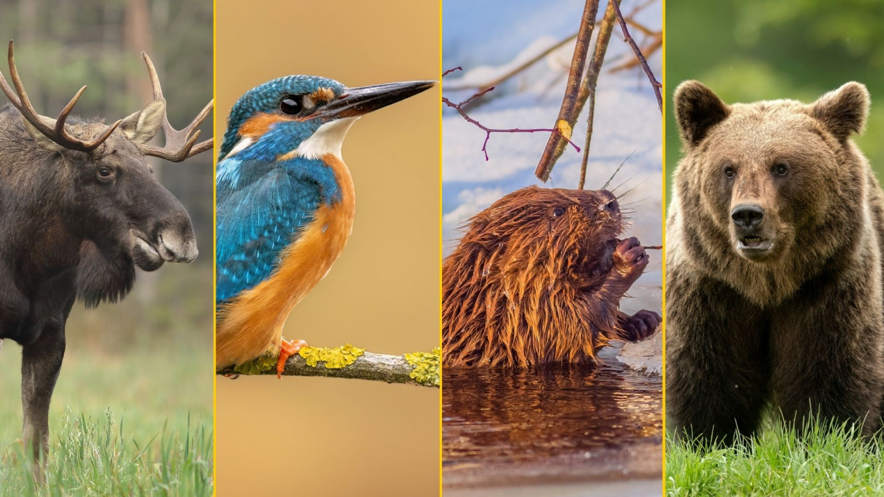 Rozpoczął się plebiscyt na zwierzę roku 2026. Oto nominowani