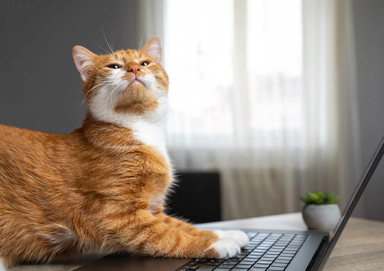 Dlaczego kot kładzie się na laptopie? Wyjaśnienie tego zachowania jest bardzo proste!