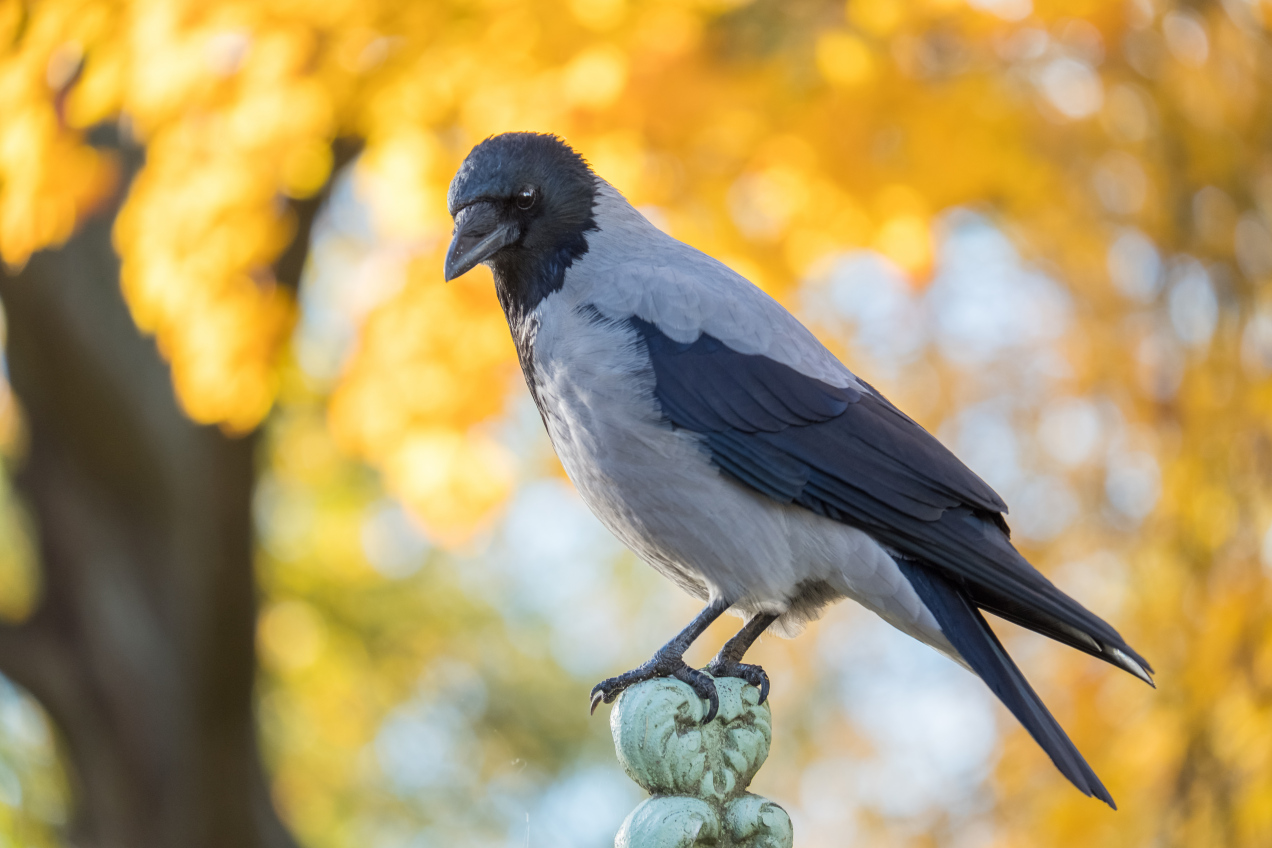 Ostrzeżenie dla osób mających wrony w ogrodzie. To realne niebezpieczeństwo dla ptaków
