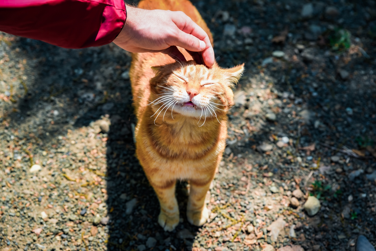 Pogłaszcz kota w tym miejscu. Zwierzak będzie zachwycony!
