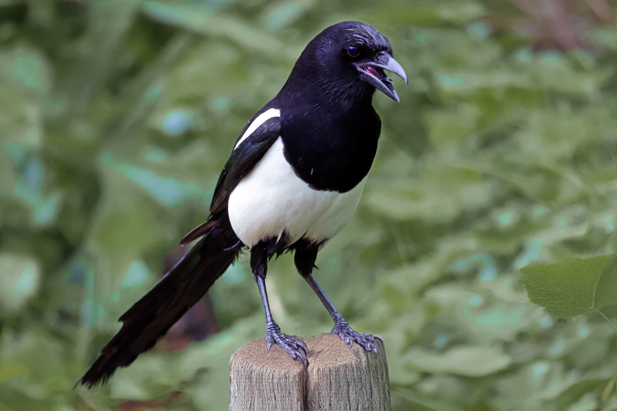 Ostrzeżenie dla osób mających sroki w ogrodzie. To inteligentne ptaki, ale...