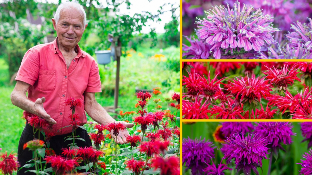 Co sadzić w ogrodzie, żeby nie było kleszczy? Oto najlepsza roślina. Jest wieloletnia i pięknie kwitnie