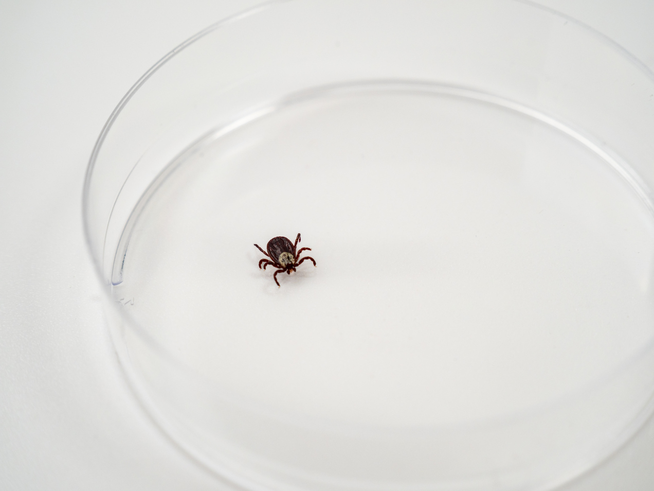 Tego zapachu unikają jak ognia. Nowy sposób na kleszcze?