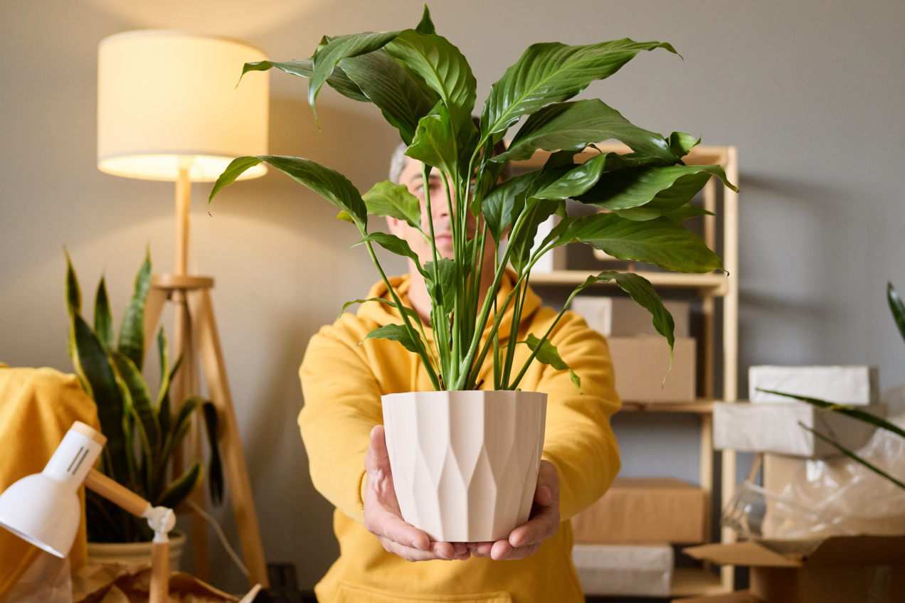 Ostrzeżenie dla osób mających skrzydłokwiat w domu. Nie wszyscy o tym wiedzą