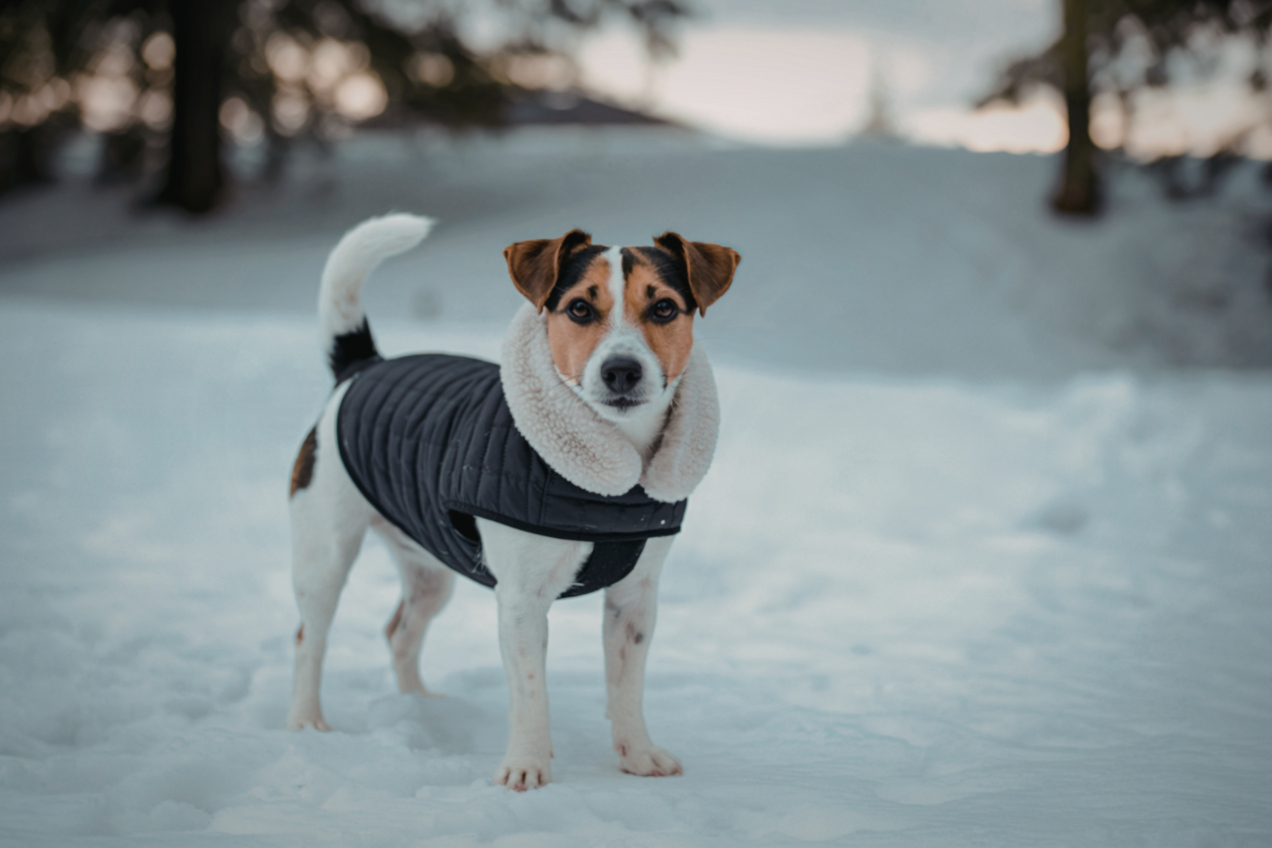 Jak zadbać o psa podczas mrozów? To musisz zrobić obowiązkowo