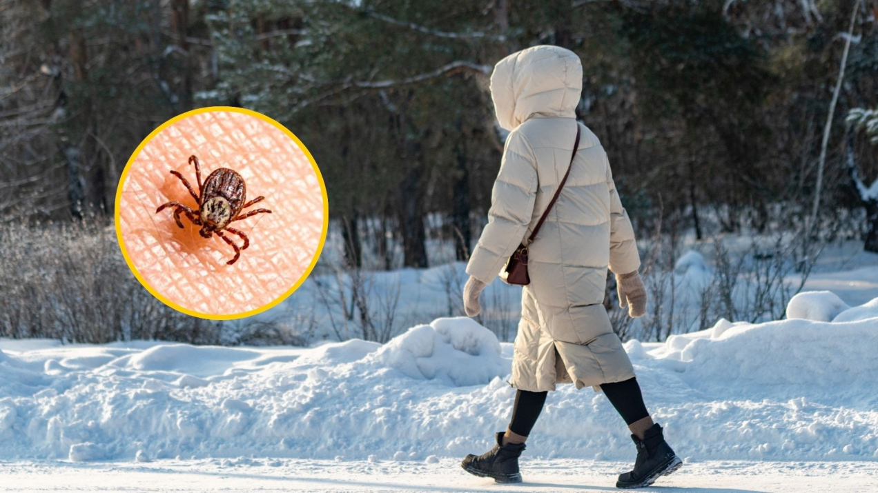 Czy kleszcze przetrwają zimę i siarczysty mróz? Odpowiedź może cię zaskoczyć
