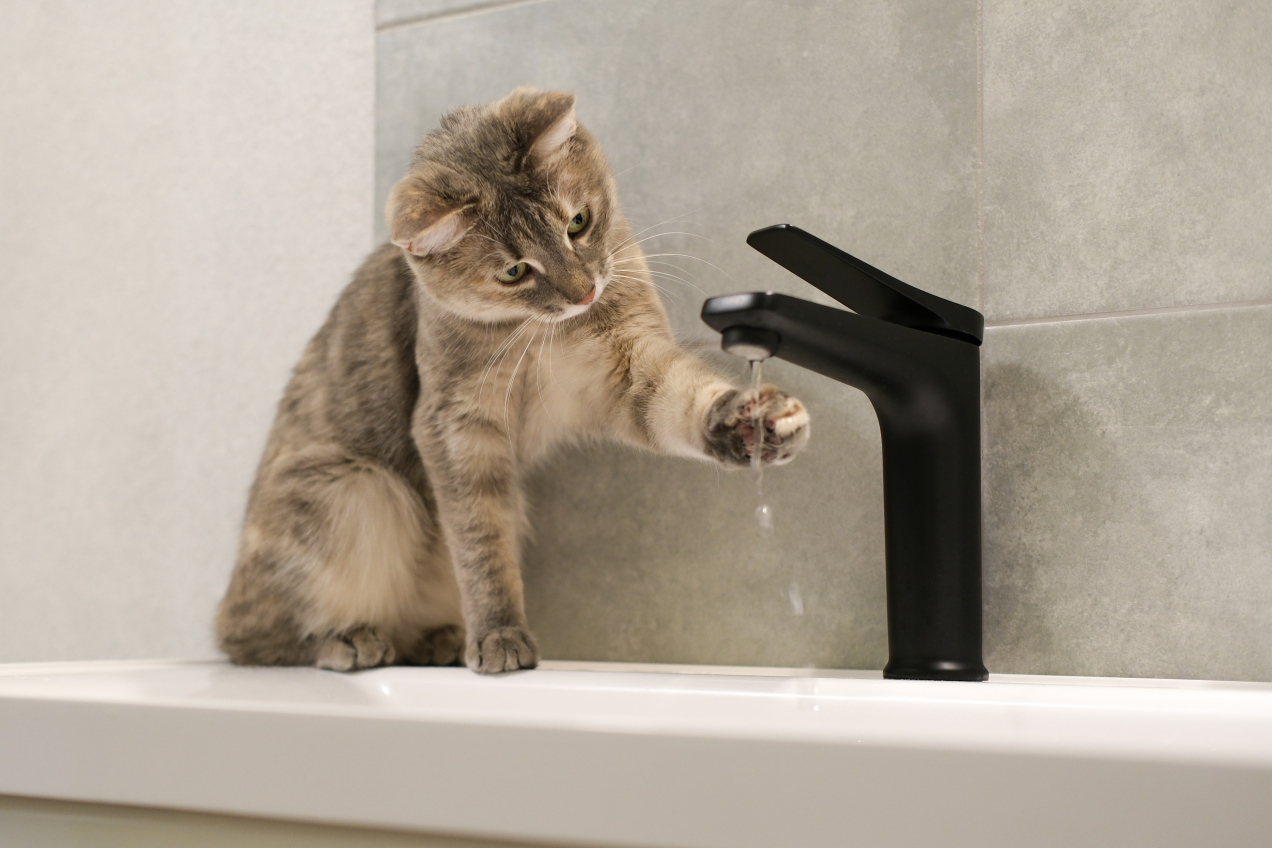 Kot zawsze wchodzi z tobą do łazienki? Oto, co oznacza takie zachowanie!