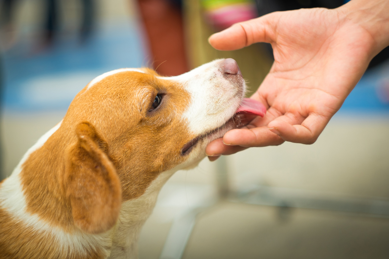 Co oznacza, gdy pies liże człowieka po rękach? To istotny sygnał. Specjalistka wyjaśnia: „lizanie u psa jest pokazem...”