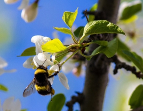 Dziś ostatni dzień akcji Adoptuj Pszczołę!  Brakuje ponad 20 tysięcy!