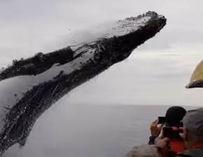 Ogromny wieloryb pojawi si znikd i prawie zmiady d z ludmi na pokadzie WIDEO 