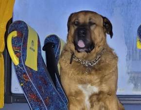 Pies wsiad do autobusu, usiad i nie chcia wyj. Interweniowaa policja FOTO