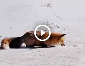 Niesamowite nagranie z lisem w akcji! Piknie zanurkowa WIDEO