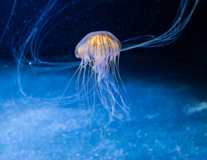 Plaga meduz nad Batykiem. Szykuje si katastrofa ekologiczna?