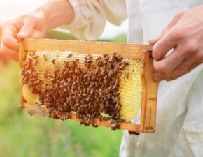 Swoim opryskiem doprowadzi do mierci 7,5 mln pszcz. Rolnikowi grozi 8 lat wizienia