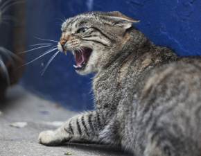 Kot terroryzuje japoskie miasto. Mieszkacy yj w strachu