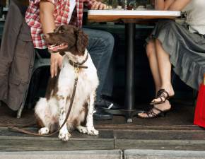 Czy można iść z psem do restauracji? GIS rozwiał wątpliwości