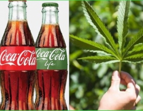Coca-Cola wprowadzi napj na bazie konopi? Byy pierwsze negocjacje w tej sprawie