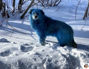Niebieskie psy w Rosji. Znaleziono je w pobliu opuszczonej fabryki, zostay skaone?