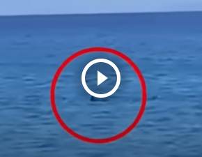 Rekiny pojawiły się na wyspie Kos w Grecji! Turyści wpadli w panikę WIDEO