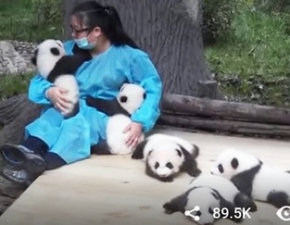 Najlepsza praca na wiecie: Przytulanie pandy!