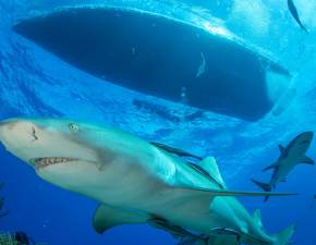 Rekiny rozszarpay d. Katamaran zaton, ale rozbitkw uratowano WIDEO