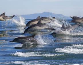 Wielkie polowanie na delfiny na Wyspach Owczych. Zabito prawie 100 zwierzt jednego dnia