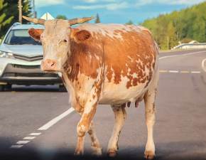 Niezwykły pościg na autostradzie. Konno gonili pędzącą krowę WIDEO