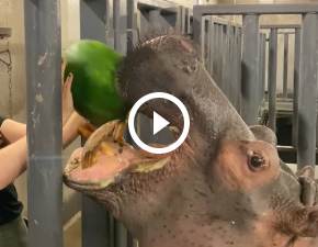 Hipopotamy z wrocławskiego zoo zjadają całego arbuza na raz WIDEO