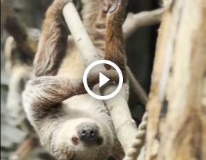 Leniwce z wrocławskiego zoo szaleją na nowym wybiegu WIDEO