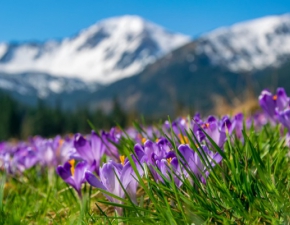 Przyroda w Tatrach budzi sie do życia: Tatrzański Park Narodowy apeluje! 
