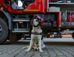 Nie yje Goran - dzielny labrador, ktry uczestniczy w ponad 100 akcjach ratowniczych