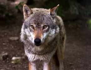 Głodujący wilk z głową w plastikowej butelce. Zdjęcie WWF skłania do refleksji