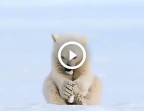 Mały niedźwiadek polarny spotyka małą fokę. Piękne nagranie! WIDEO