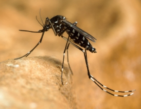 Komary azjatyckie w Niemczech. Jestemy zagroeni?