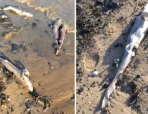 Bestialskie zabjstwo blisko 100 rekinw! Ciaa okaleczonych zwierzt wyrzucio morze