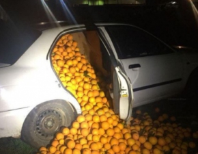 Ukradli 4 tony pomaraczy i zmiecili je w 3 samochodach. Ich wytumaczenie jest rozbrajajce!