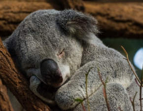 Zaadoptuj koal! Kolejny sposb na walk z pokosiem poarw w Australii