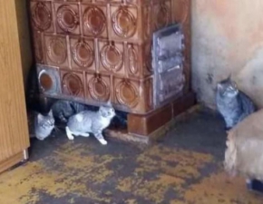 Kobieta trzymała w jednym pokoju 25 kotów. Są w kiepskim stanie. Trwa zbiórka na ich leczenie