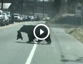 Matka przenosi niedźwiadki na drugą stronę ulicy WIDEO