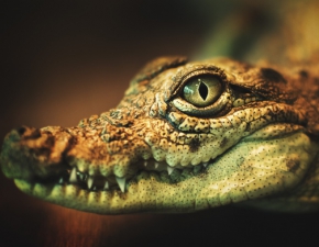 Poszukiwania krokodyla z Czech zakoczone! Mireczek ukry si w piwnicy