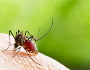 Niebezpieczny gatunek komara coraz bliej Polski. Przenosi wiele chorb