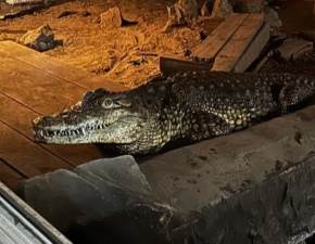 Krokodyl w Sosnowcu. Nietypowy lokator pojawi si na jednym z osiedli FOTO
