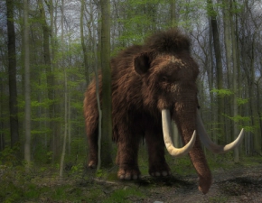 Amerykascy naukowcy wskrzesz mamuty?!