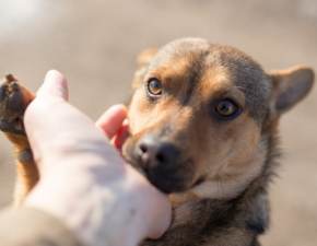Psy z Ukrainy potrzebuj pomocy. Ruszya internetowa zbirka
