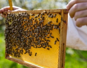 Tworzymirki. Otruto 420 tysicy pszcz. Policja zatrzymaa 34-letniego mczyzn