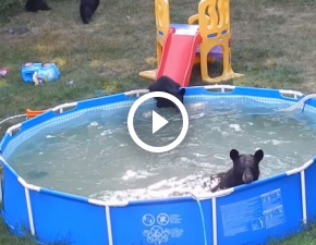 Niecodzienny widok! Rodzina niedźwiedzi bawi się w ogródku WIDEO
