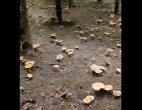 Setki grzybw w zasigu wzroku: Marzenie kadego grzybiarza. Nagranie z lasu robi furor w sieci! WIDEO