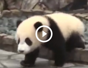 Maa, urocza panda zakrada si do opiekuna i nie chce go puci!